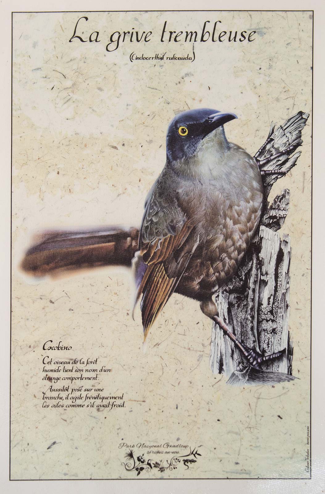 Poster La Grive Trembleuse