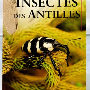 Insectes des Antilles