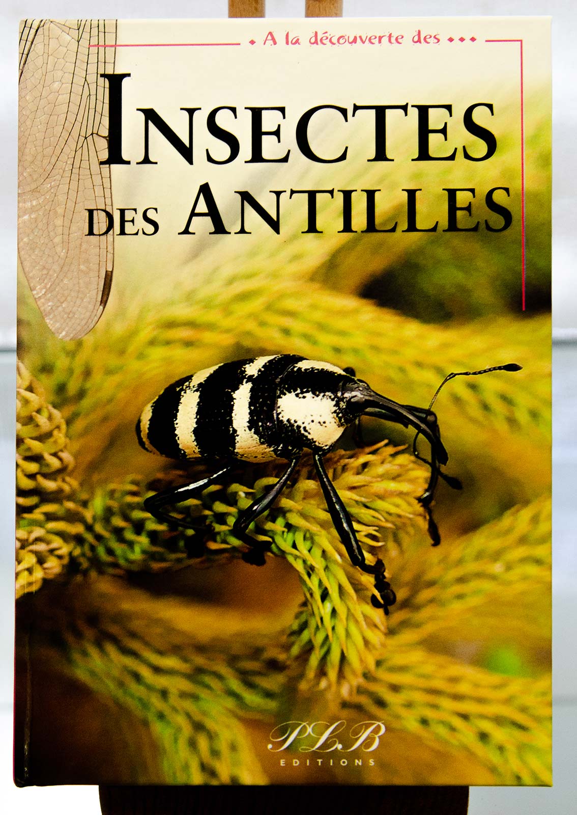 Insectes des Antilles