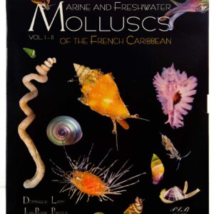 Molluscs of the French Caribbean