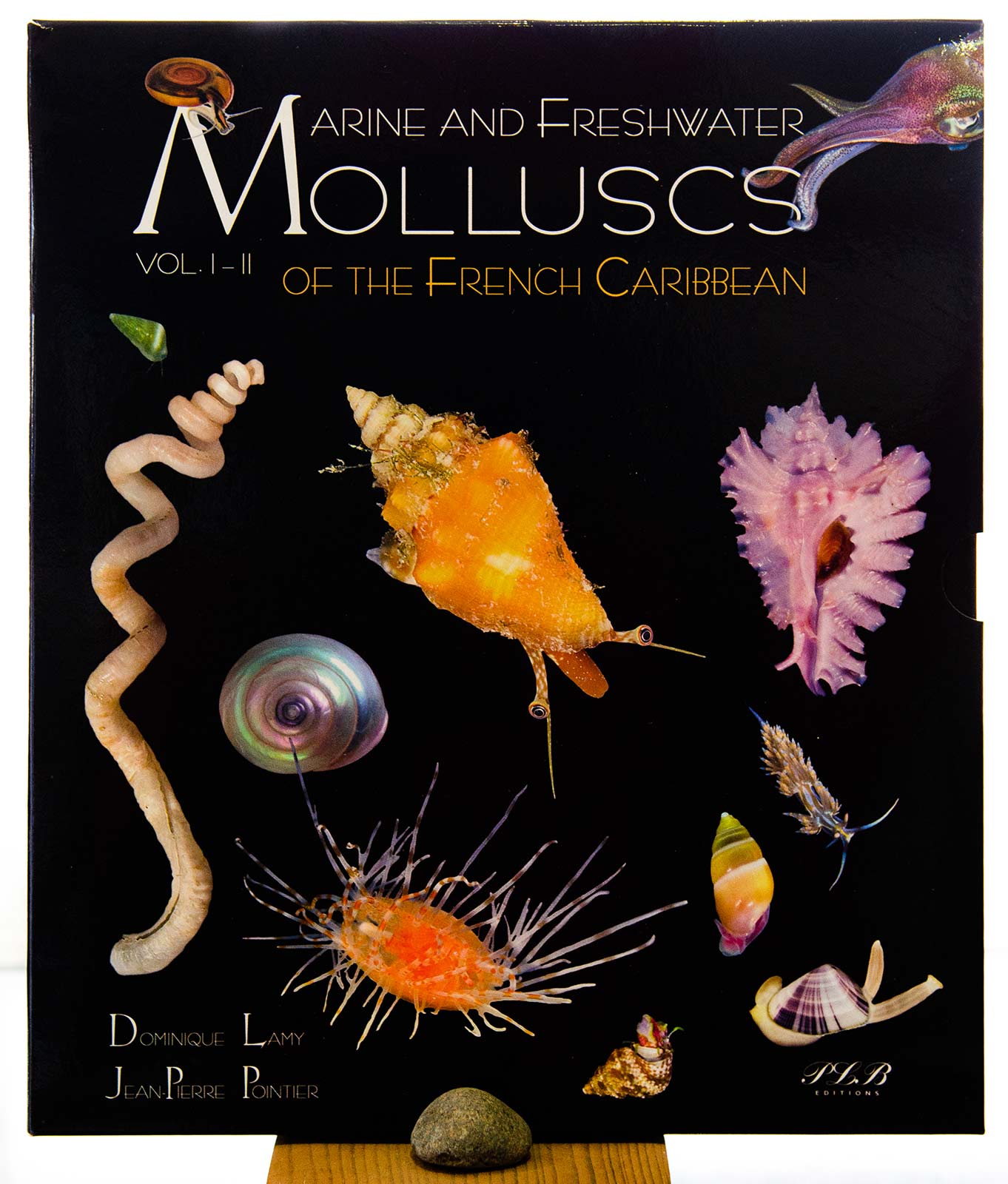 Molluscs of the French Caribbean