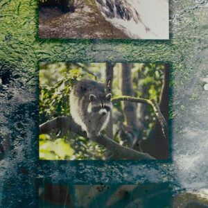 Poster Cascade aux Ecrevisses