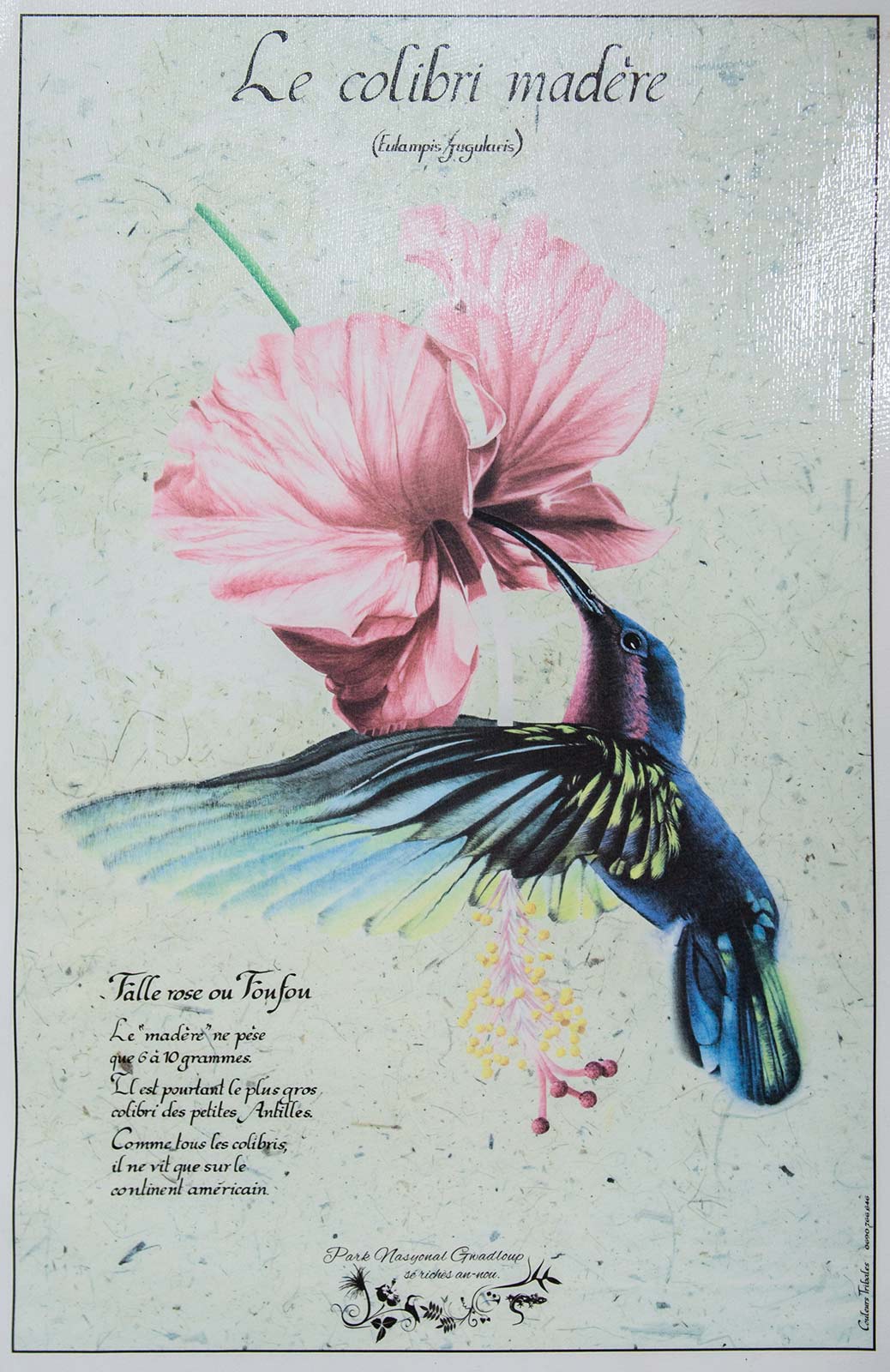 Poster Le Colibri Madère