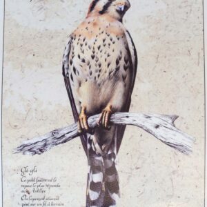 Poster La crècerelle d'Amérique