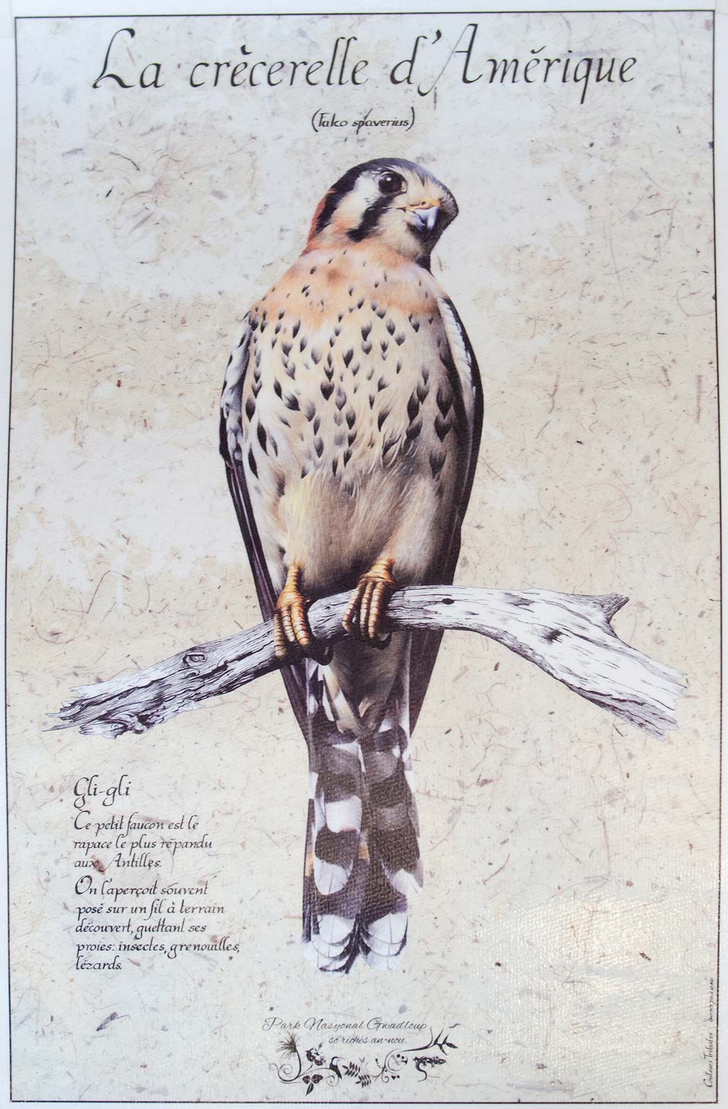 Poster la Crècerelle d'Amerique