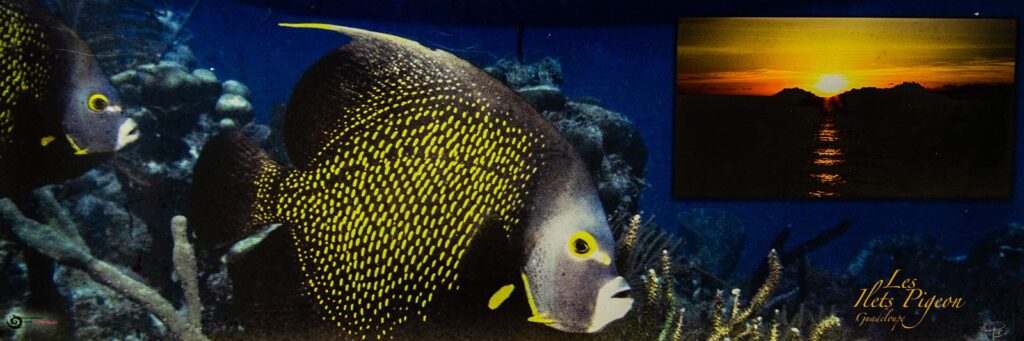 Poster Panoramique - Les Ilets Pigeon