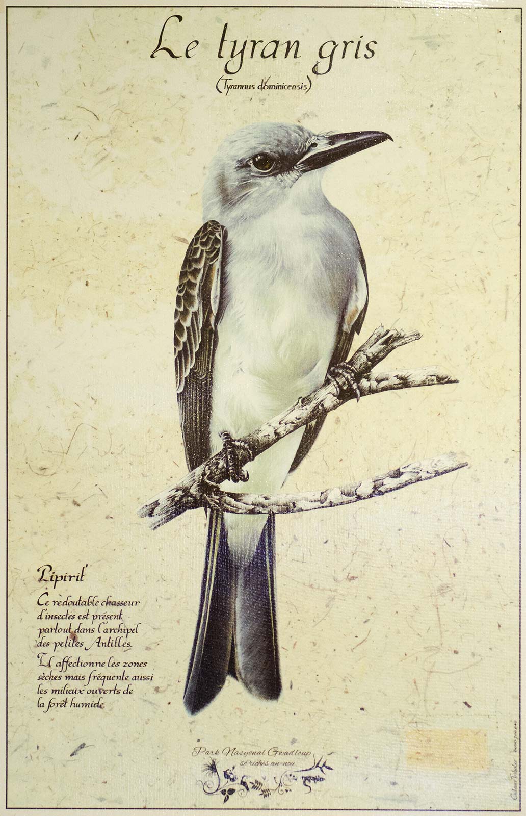 Poster Le Tyran Gris